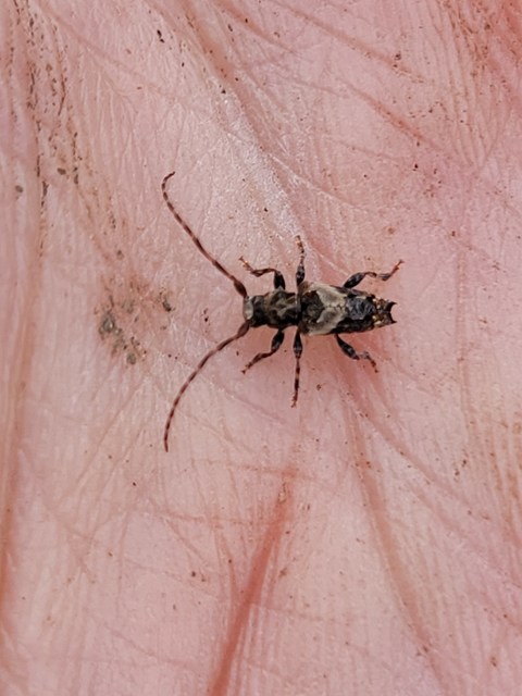 Pogonocherus hispidus - kéttövises ecsetcincér