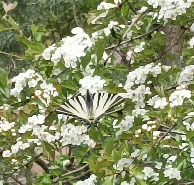 Iphiclides podalirius - kardoslepke