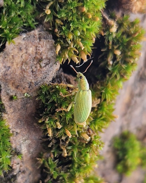 Polydrusus formosus - selymes lombormányos