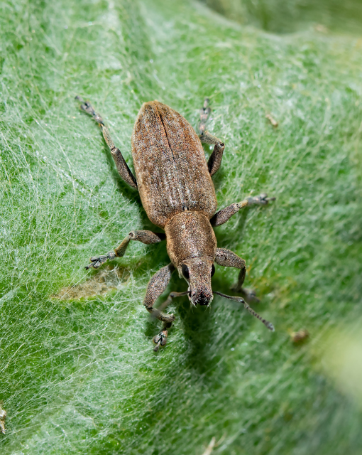 Tanymecus palliatus - közönséges hegyesfarúbarkó