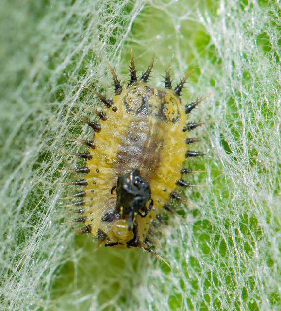 Cassida Cassida