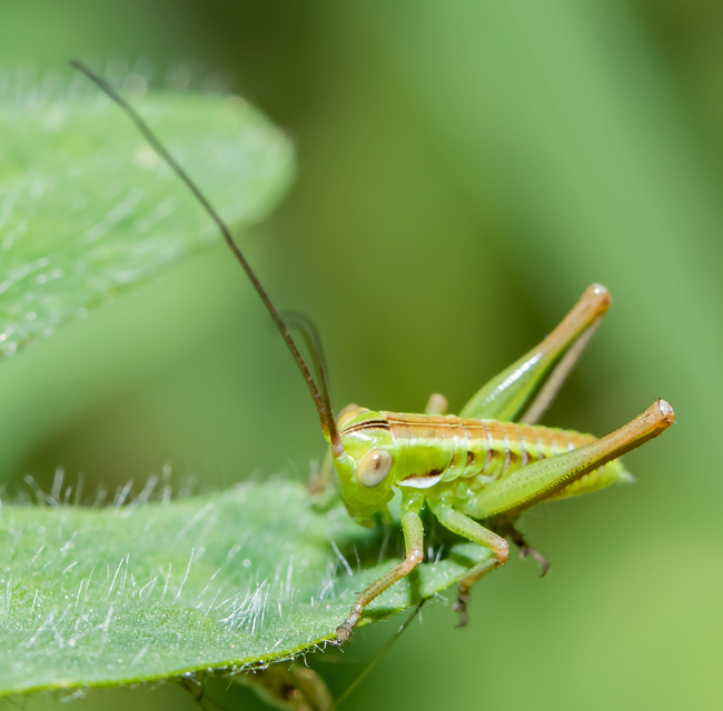 Gampsocleis glabra - tőrös szöcske