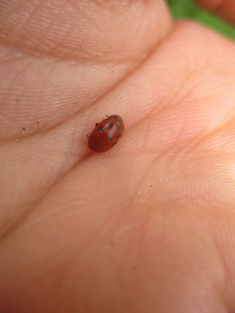 Gonioctena fornicata - közönséges lucernabogár