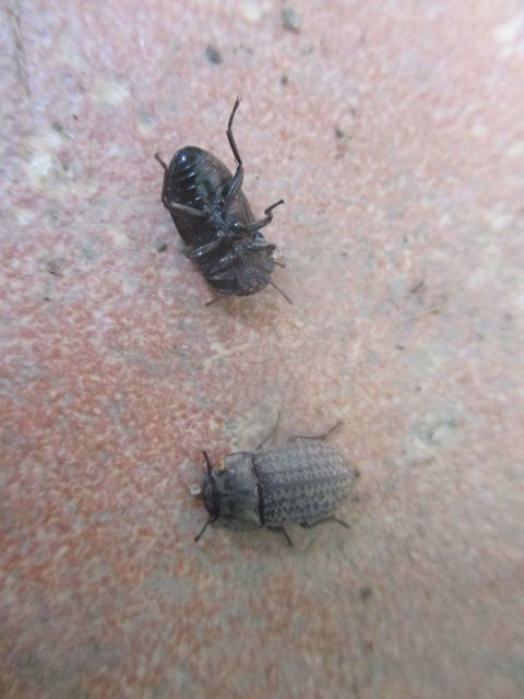 Opatrum sabulosum - sároshátú gyászbogár