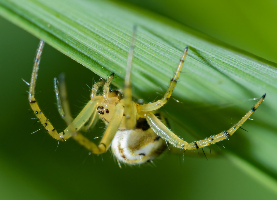 Mangora acalypha - réti keresztespók