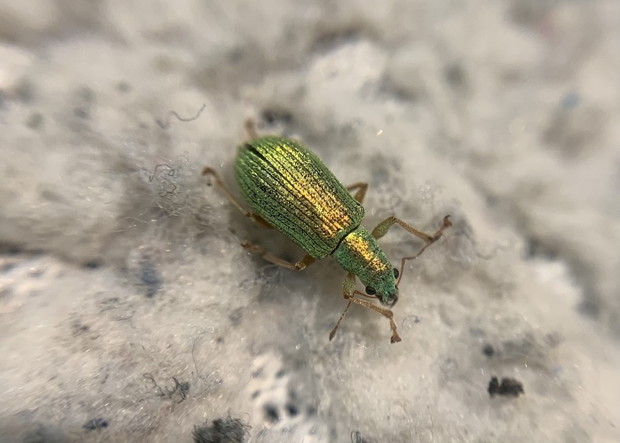 Polydrusus impressifrons - selymeszöld lombormányos