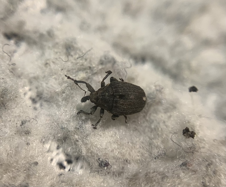 Stenocarus ruficornis - mákgyökérormányos