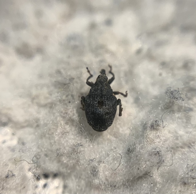 Stenocarus cardui - pipacsgyökér-ormányos