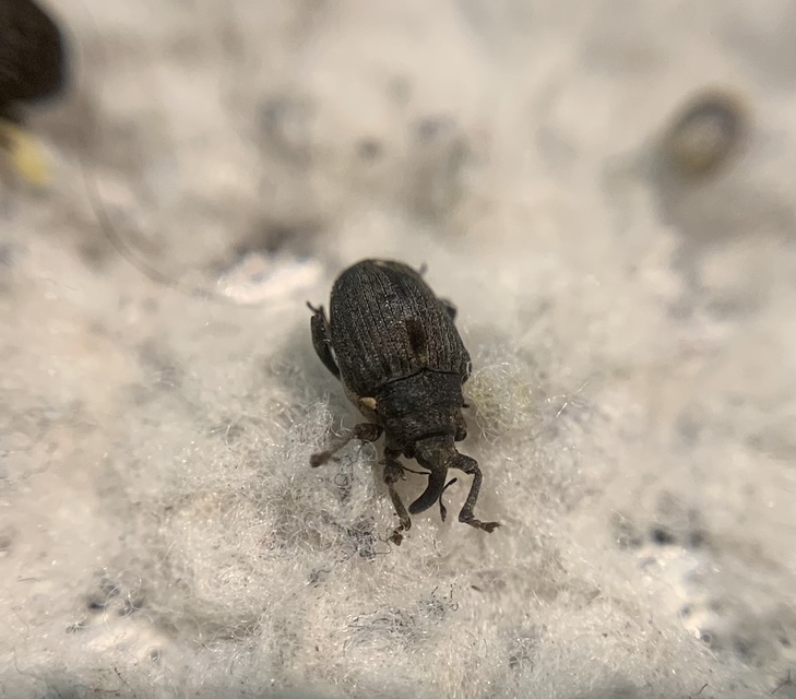 Stenocarus ruficornis - mákgyökérormányos
