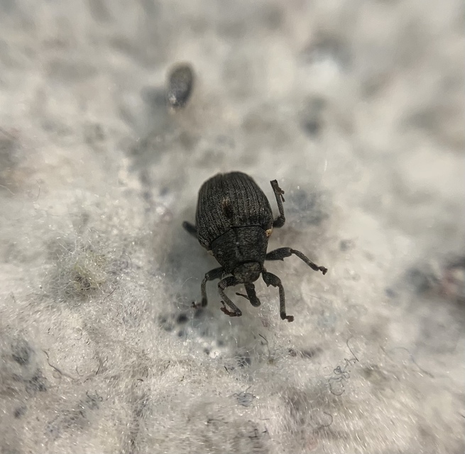 Stenocarus ruficornis - mákgyökérormányos