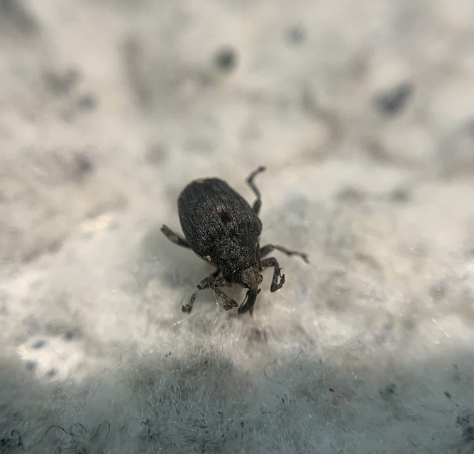 Stenocarus ruficornis - mákgyökérormányos