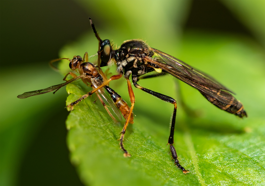 Dioctria rufipes