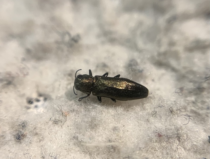 Agrilus convexicollis - kőris-karcsúdíszbogár