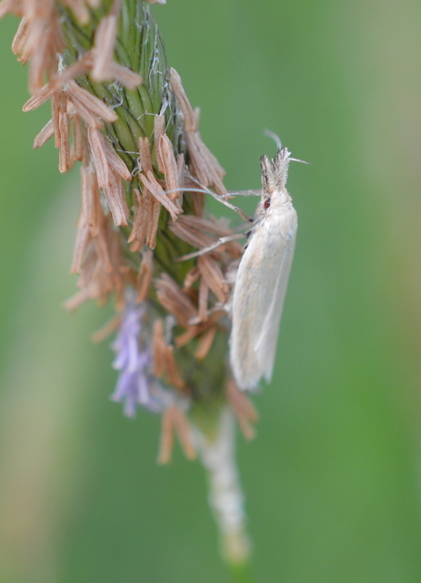 Pleurota