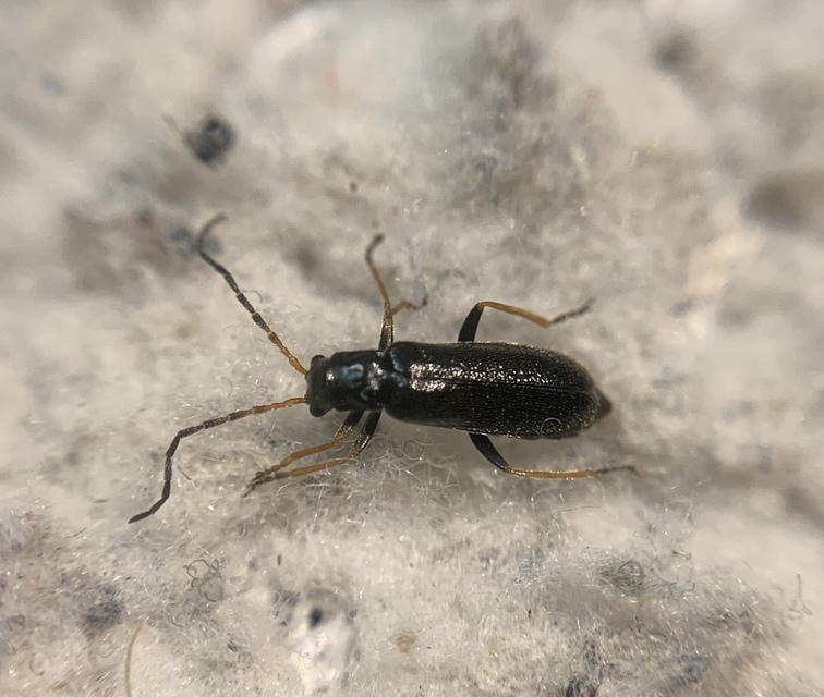 Rhagonycha rorida - sárgatérdű lágybogár
