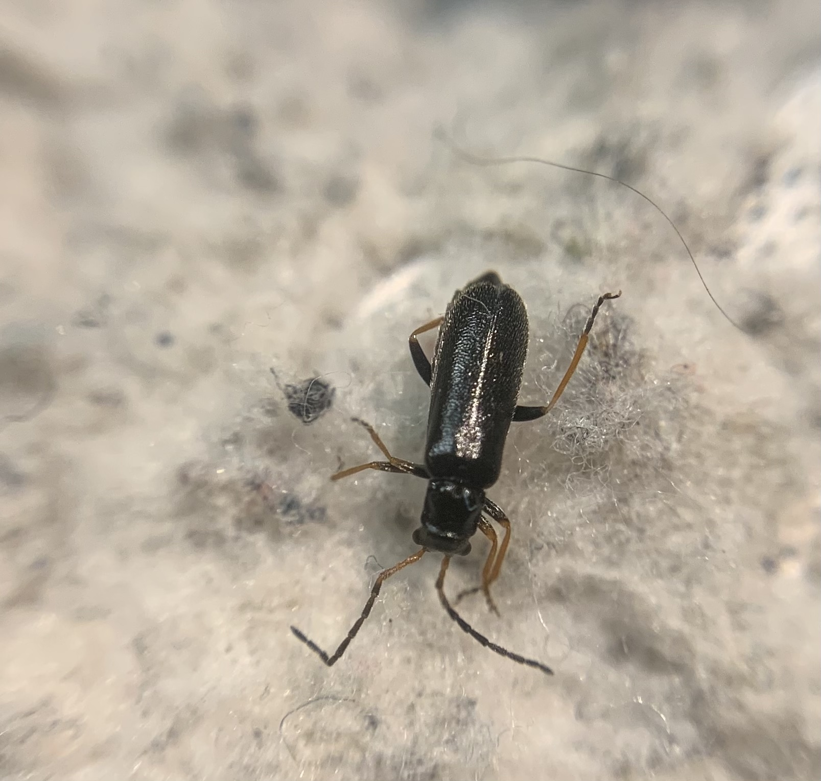 Rhagonycha rorida - sárgatérdű lágybogár