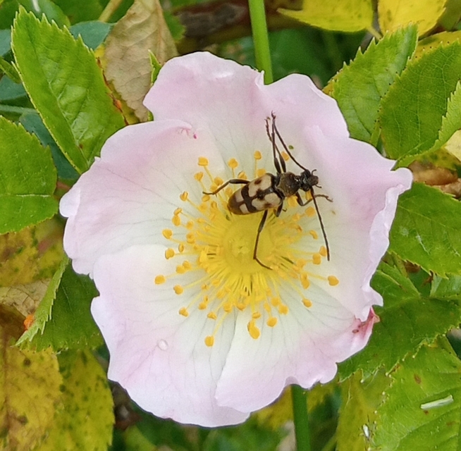Pachytodes erraticus - rajzos virágcincér
