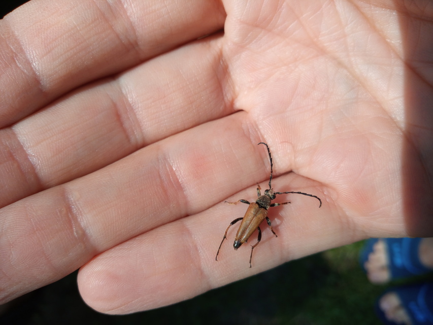 Stictoleptura rubra - vörös virágcincér
