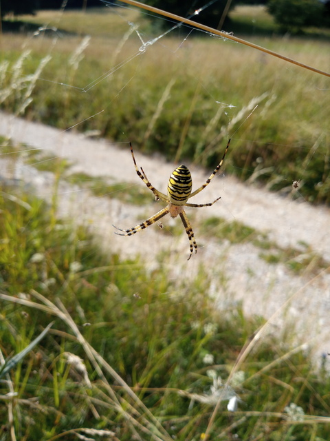 Argiope bruennichi - darázspók