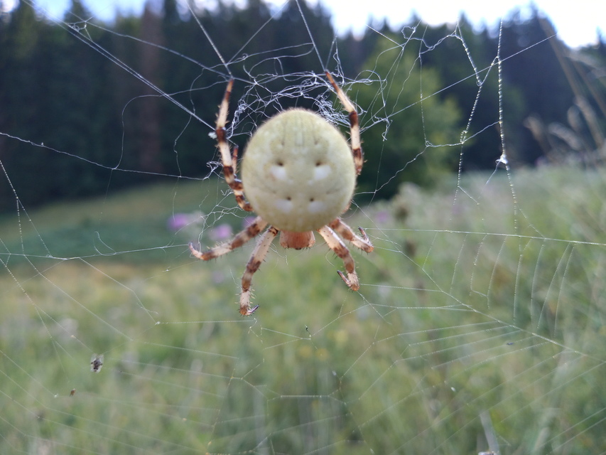 Araneus quadratus - négyes keresztespók