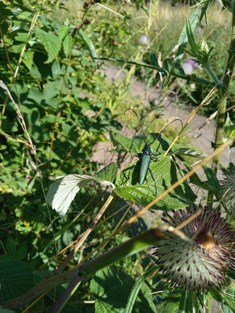 Aromia moschata - pézsmacincér