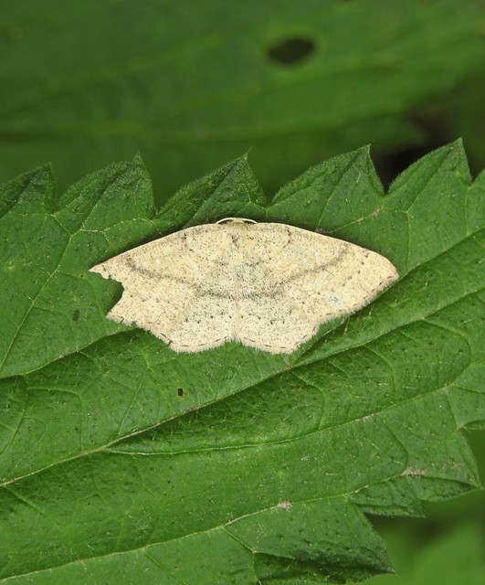 Cyclophora linearia - vonalas pettyesaraszoló