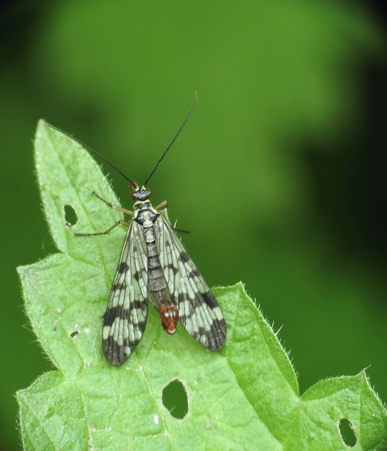 Mecoptera - Csőrösrovarok
