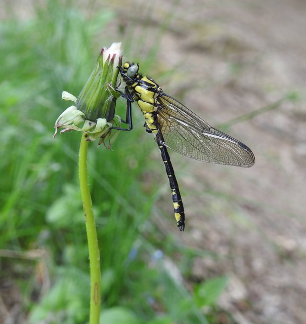 Gomphus vulgatissimus - feketelábú folyami-szitakötő