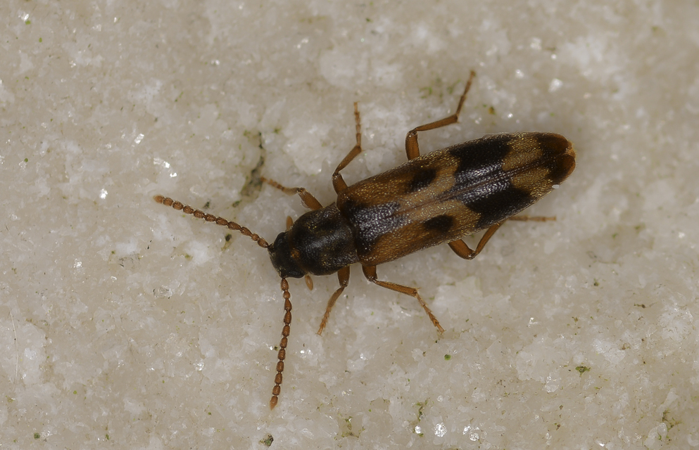 Hypulus quercinus - tölgy-komorka Hypulus quercinus - tölgy-komorka