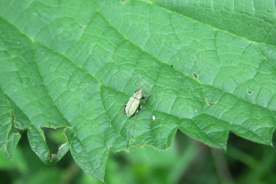 Phyllobius betulinus - változékony levélormányos