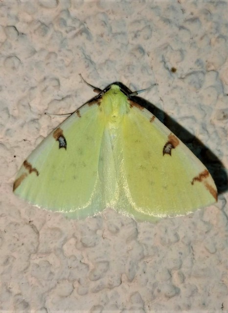 Opisthograptis luteolata - citromsárga araszoló