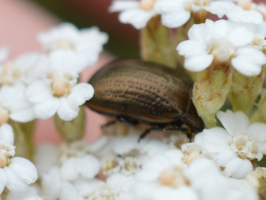 Chrysolina marginata - nyúlánk szegélyeslevelész