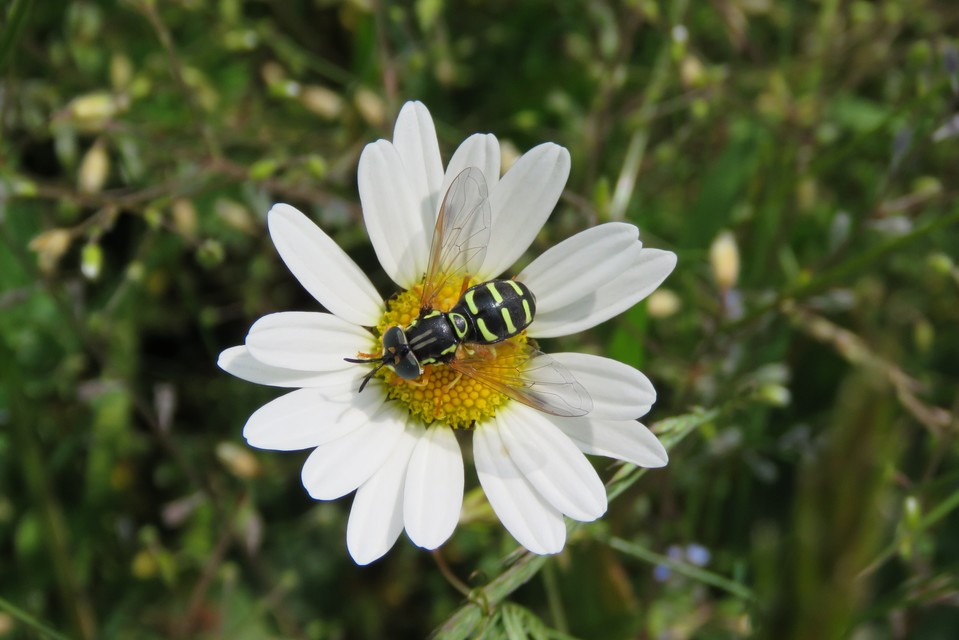 Chrysotoxum