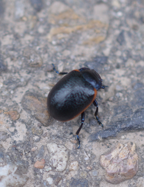 Chrysolina kuesteri - ráncos szegélyeslevelész