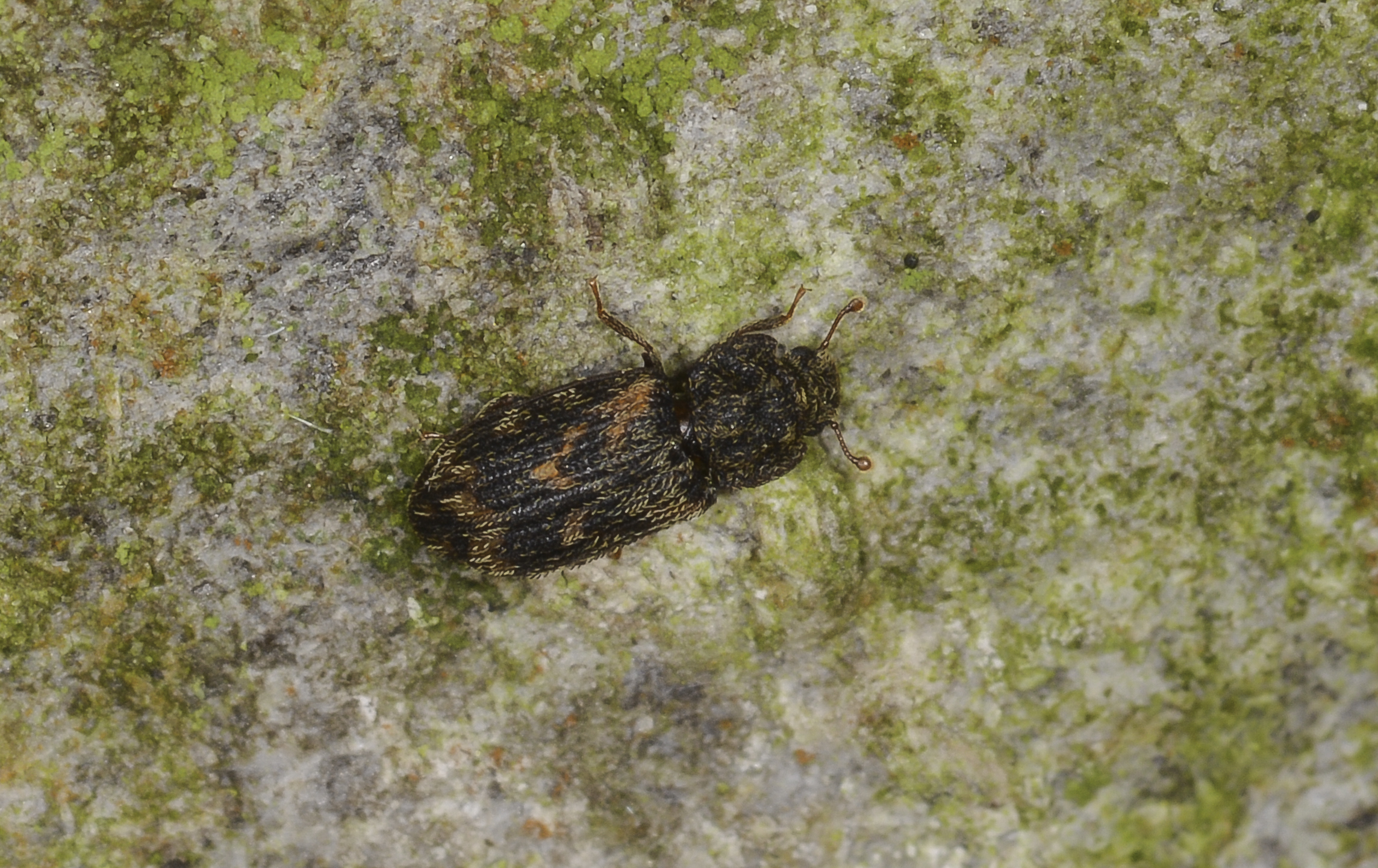 Synchita variegata - tarka héjbogár