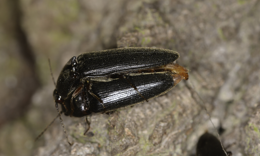 Melanotus