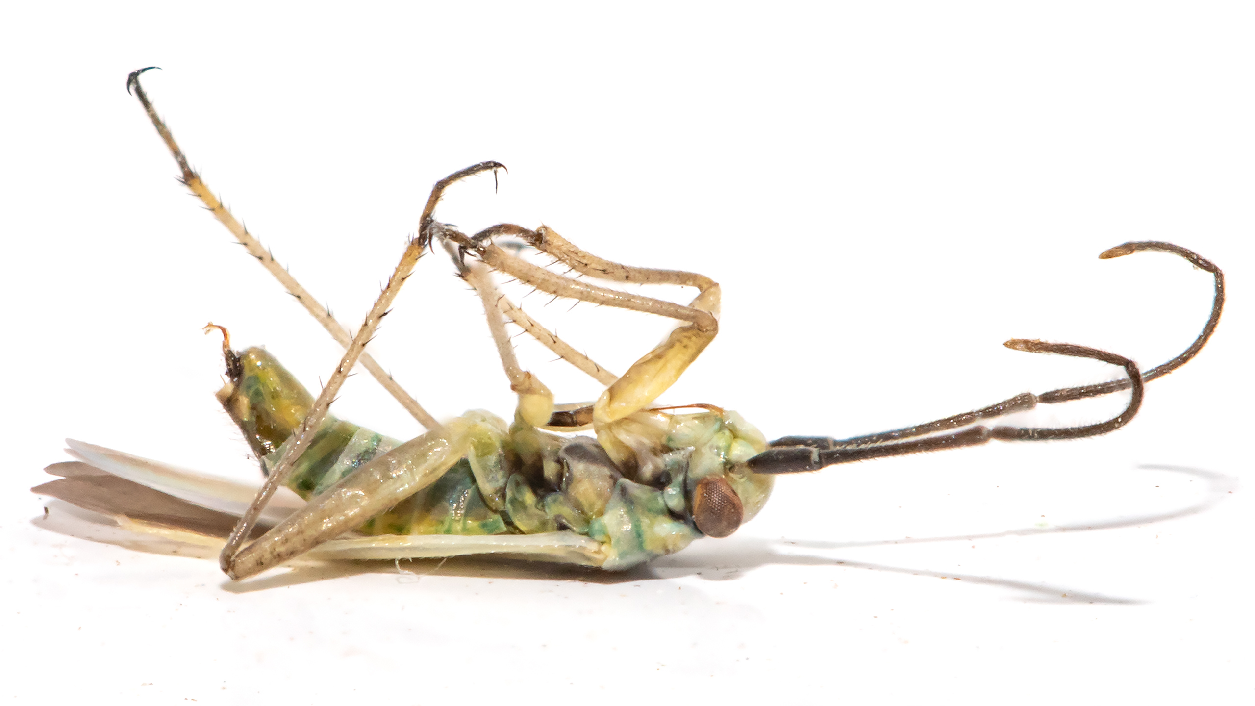 Conostethus