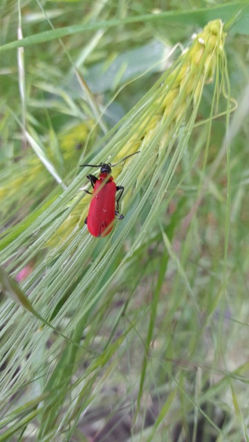 Pyrochroa coccinea - nagy bíborbogár