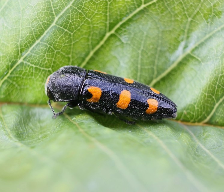 Ptosima undecimmaculata - sárgafoltos díszbogár