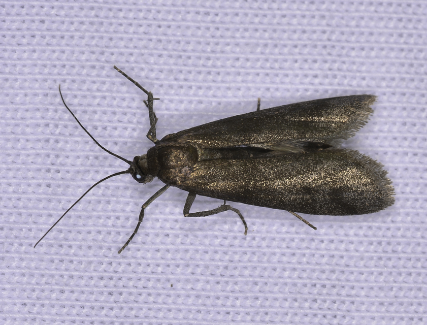 Episcythrastis tetricella - tavaszi karcsúmoly