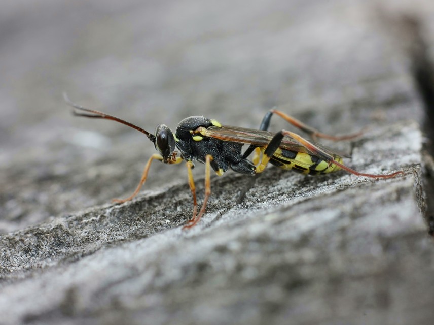 Hymenoptera - Hártyásszárnyúak