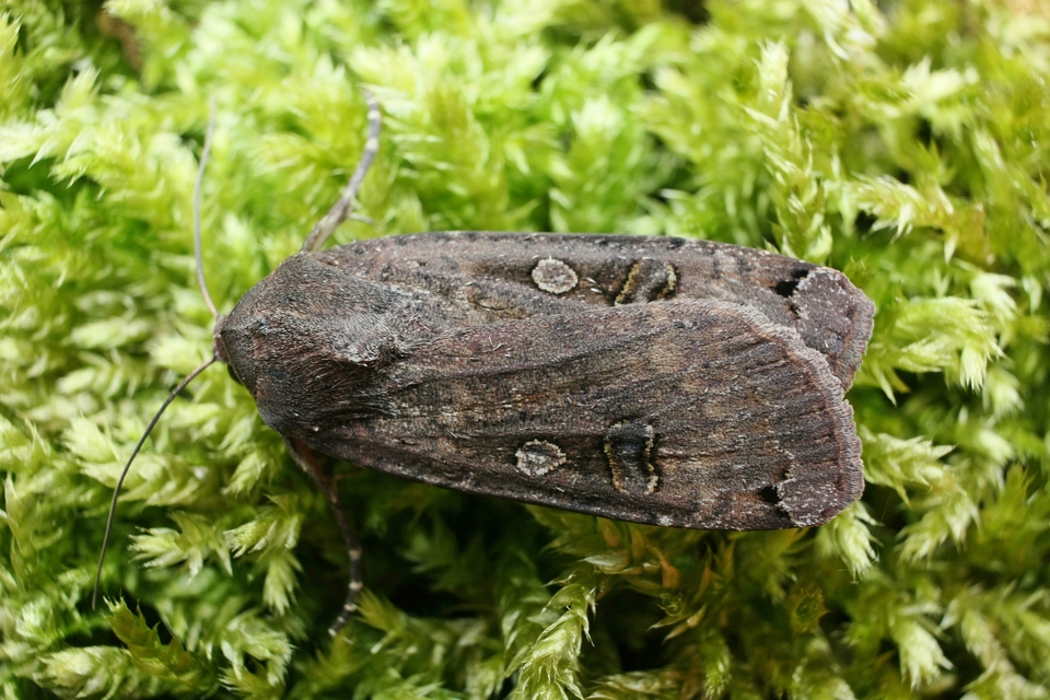 Noctua pronuba - nagy sárgafűbagoly