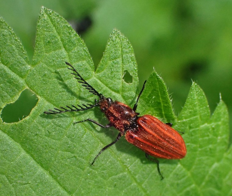 Anostirus purpureus - tűzvörös pattanó