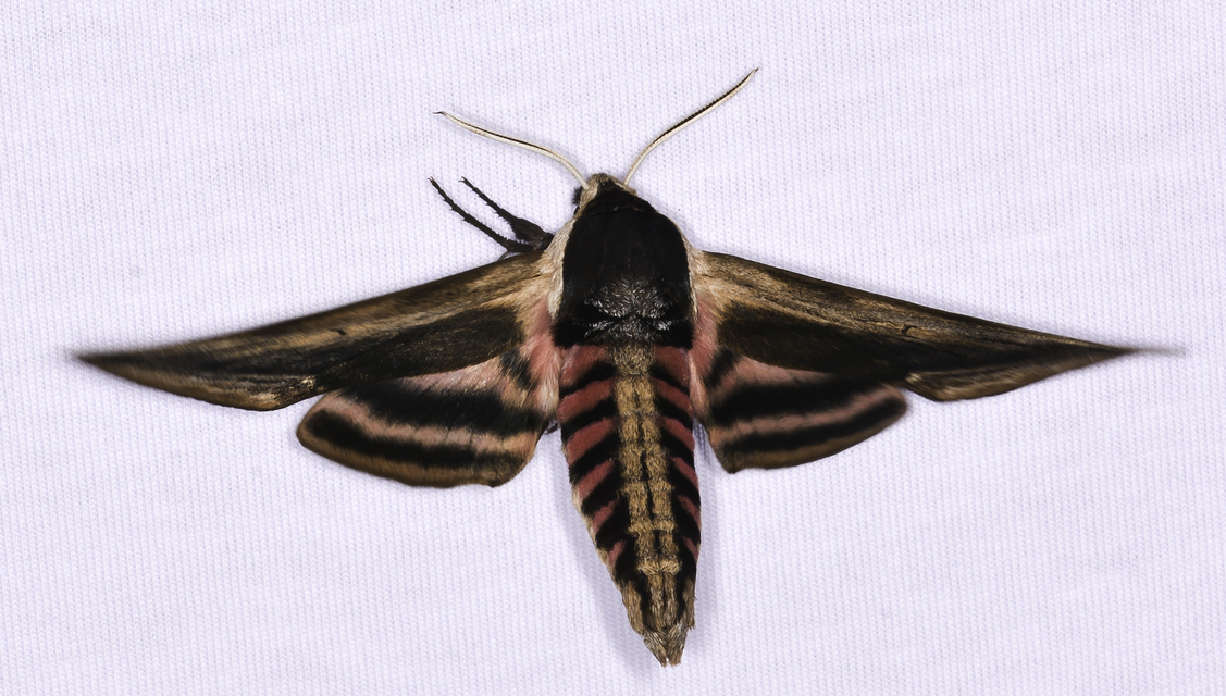 Sphinx ligustri - fagyalszender