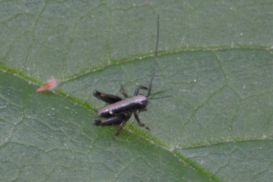 Pholidoptera griseoaptera - szürke avarszöcske