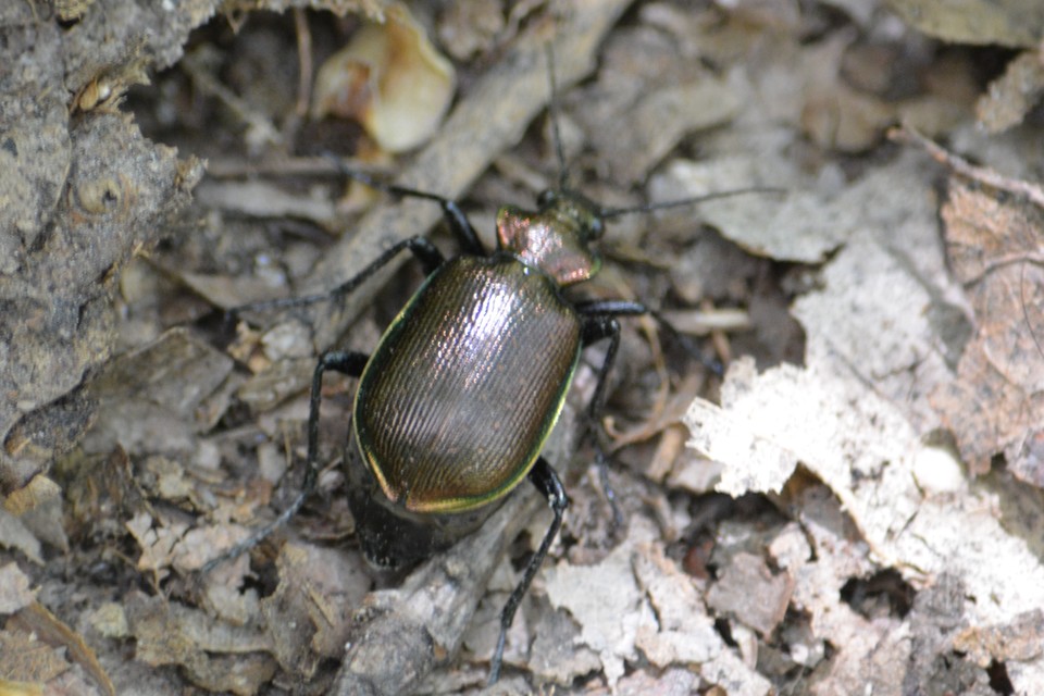 Calosoma inquisitor - kis bábrabló