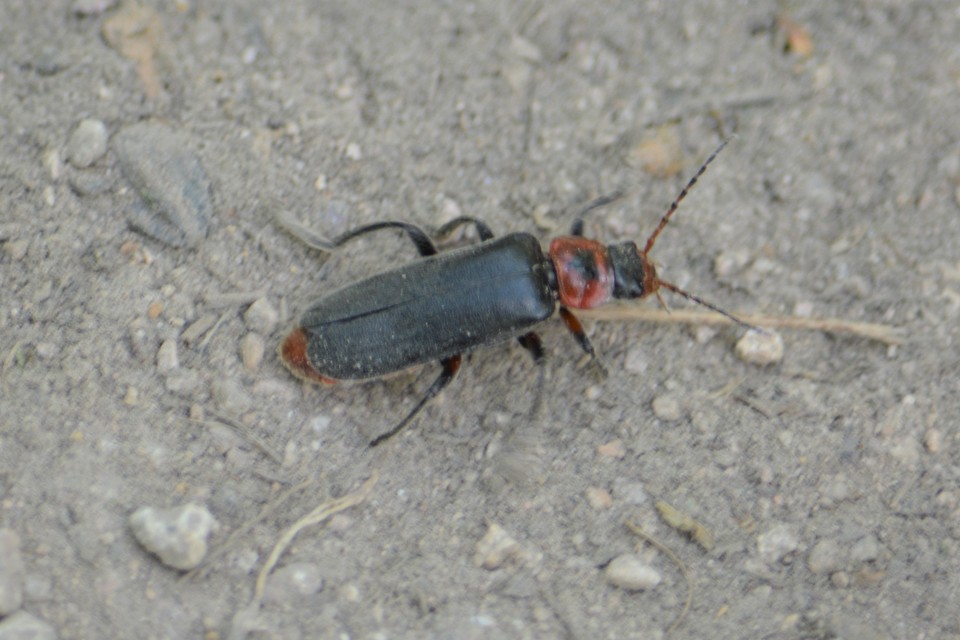 Cantharis rustica - suszterbogár