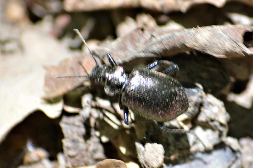Calosoma inquisitor - kis bábrabló