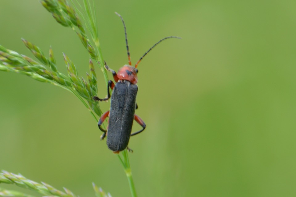 Cantharis rustica - suszterbogár