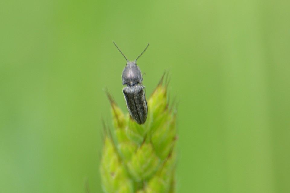 Cidnopus pilosus - szőrös pattanó
